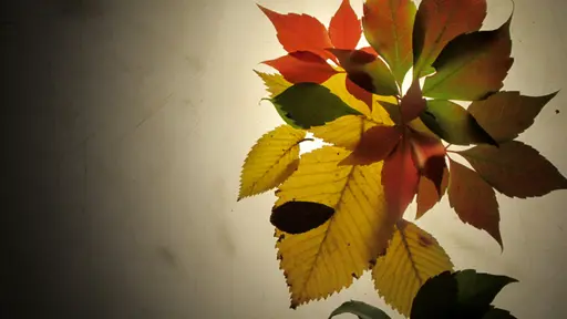 Animation from Scratch III: Animating Leaves